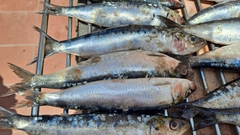Sardina pilchardus
