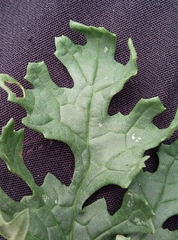 Jacobaea vulgaris vulgaris