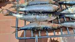 Sardina pilchardus