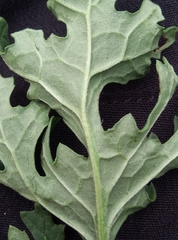 Jacobaea vulgaris vulgaris