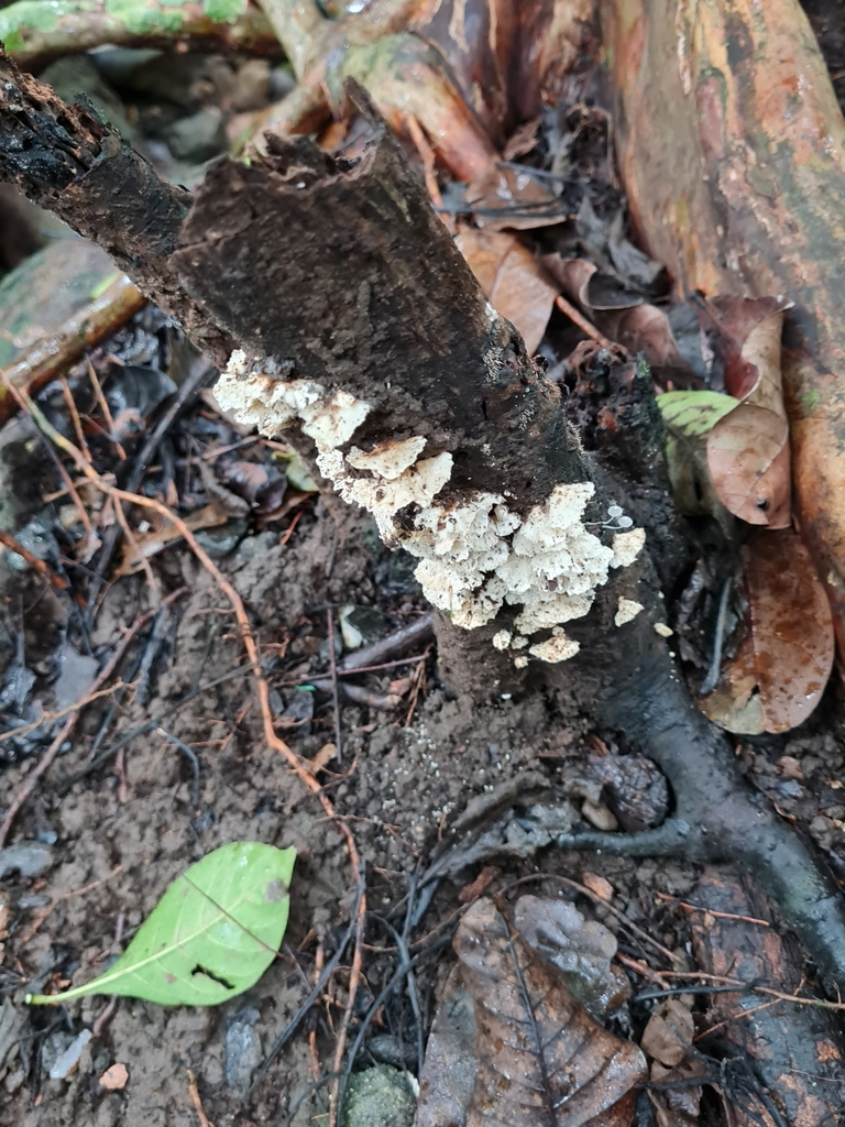 Trametes ochracea · July 2021 · photo: © tonybatista (iNaturalist, CC)