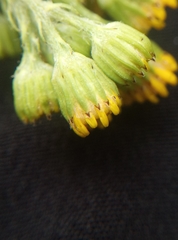 Jacobaea vulgaris vulgaris