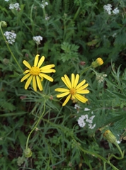 Senecio inaequidens