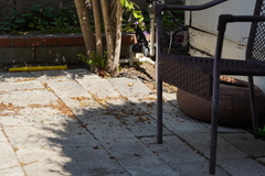 Sceloporus occidentalis