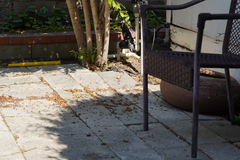 Sceloporus occidentalis