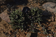 Antimima longipes