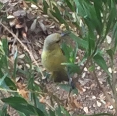 Icterus cucullatus