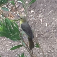 Icterus cucullatus