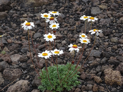 Anthemis aetnensis