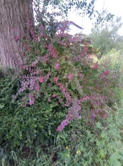 Berberis thunbergii