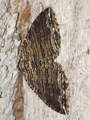 Anticlea multiferata