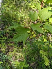 Viburnum opulus americanum