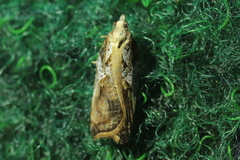 Acleris cristana