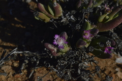 Antimima longipes