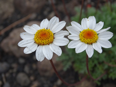 Anthemis aetnensis