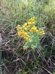 Jacobaea vulgaris dunensis
