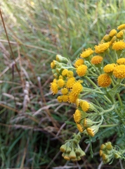 Jacobaea vulgaris dunensis