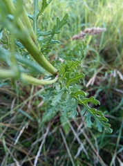 Jacobaea vulgaris dunensis