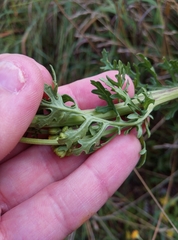 Jacobaea vulgaris dunensis