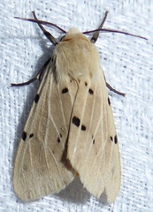 Spilosoma ummera