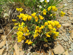 Lotus corniculatus