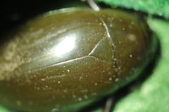 Hydrophilus piceus