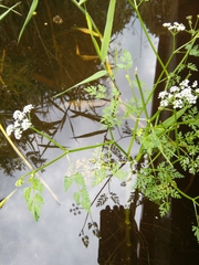 Oenanthe aquatica