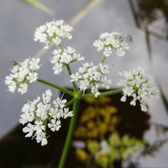 Oenanthe aquatica