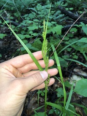 Carex scabrata