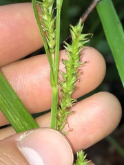 Carex scabrata