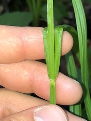 Carex scabrata