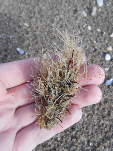 Ectopleura crocea