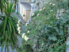 Centaurea tauromenitana