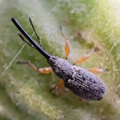 Rhopalapion longirostre