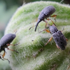 Rhopalapion longirostre