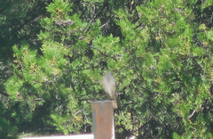 Phoenicurus ochruros