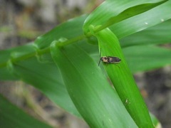 Megapenthes limbalis