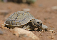 Testudo graeca soussensis