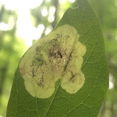 Leucanthiza dircella