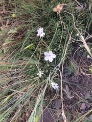 Phlox missoulensis