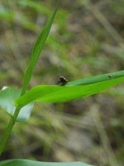 Megapenthes limbalis