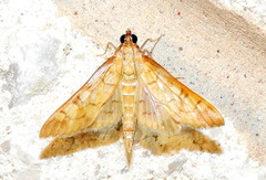 Mimorista trimaculalis