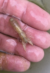 Upogebia pugettensis