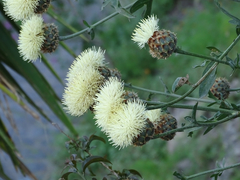 Centaurea tauromenitana