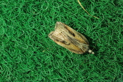Acleris cristana