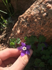 Aquilegia saximontana