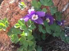 Aquilegia saximontana