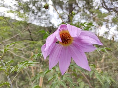 Dahlia scapigeroides