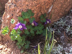 Aquilegia saximontana