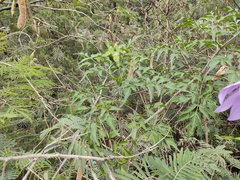 Dahlia scapigeroides